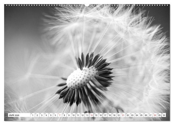 Produktbild: Pusteblumenzauber in schwarzwei&szlig; (Wandkalender 2026 DIN A2 quer), CALVENDO Monatskalender