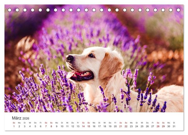 Produktbild: Golden Retriever - Die treuen Begleiter. (Tischkalender 2026 DIN A5 quer), CALVENDO Monatskalender