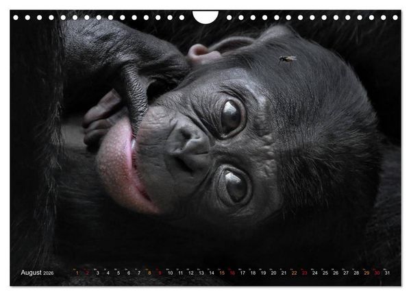 Produktbild: MENSCHENAFFENKINDER 2 (Wandkalender 2026 DIN A4 quer), CALVENDO Monatskalender