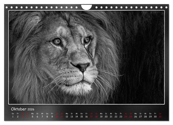 Produktbild: Tieren ins Gesicht geschaut (Wandkalender 2026 DIN A4 quer), CALVENDO Monatskalender