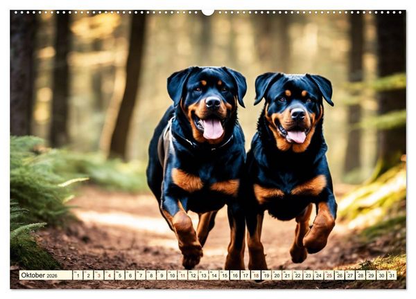 Produktbild: Rottweiler - die Besch&uuml;tzer (Wandkalender 2026 DIN A2 quer), CALVENDO Monatskalender