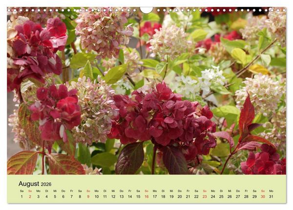 Produktbild: Hortensien Bl&uuml;hen und Vergehen (Wandkalender 2026 DIN A3 quer), CALVENDO Monatskalender
