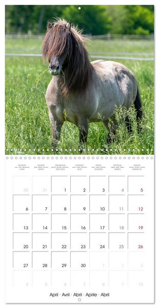 Produktbild: Charming Icelandic Horses (Wall Calendar 2026 12 &times; 12 Inch) CALVENDO 12 Month Wall Calendar