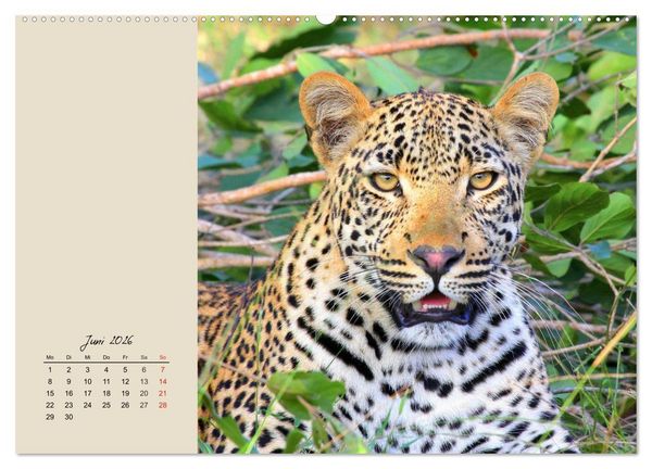 Produktbild: Leoparden. Geschmeidig, kr&auml;ftig und klug (Wandkalender 2026 DIN A2 quer), CALVENDO Monatskalender