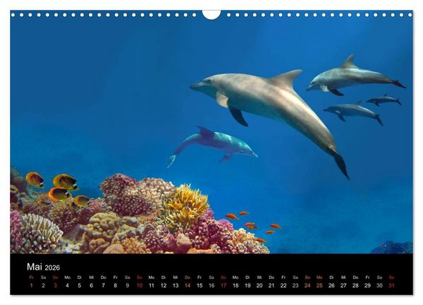 Produktbild: Riffleben - Einfach mal abtauchen (Wandkalender 2026 DIN A3 quer), CALVENDO Monatskalender