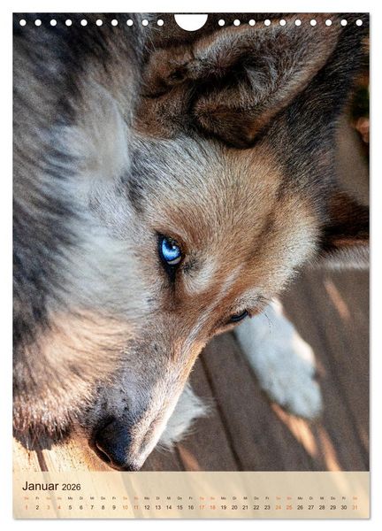 Produktbild: Im Husky-Rudel (Wandkalender 2026 DIN A4 hoch), CALVENDO Monatskalender