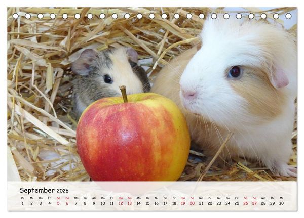 Produktbild: Meerschweinchen 2026 - bezaubernd, hinrei&szlig;end, entz&uuml;ckend (Tischkalender 2026 DIN A5 quer), CALVENDO Monatskalender