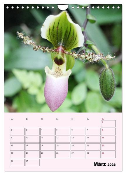 Produktbild: Orchideenliebe (Wandkalender 2026 DIN A4 hoch), CALVENDO Monatskalender