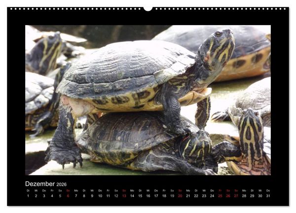 Produktbild: Faszinierende Reptilien (Wandkalender 2026 DIN A2 quer), CALVENDO Monatskalender