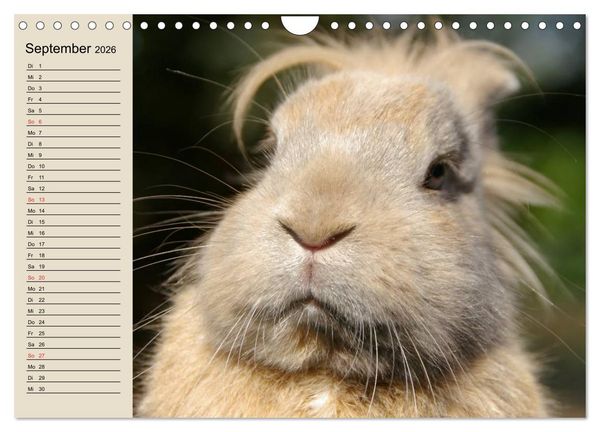 Produktbild: Kaninchen und Hasen (Wandkalender 2026 DIN A4 quer), CALVENDO Monatskalender
