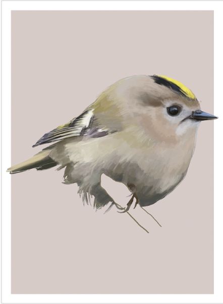 Produktbild: Famose V&ouml;gel - Postkartenbuch