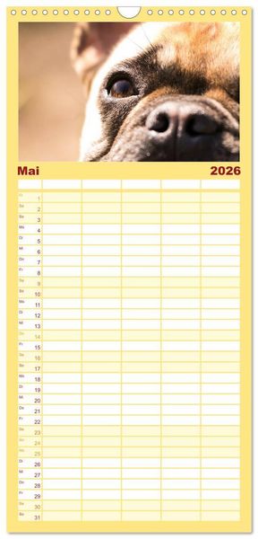 Produktbild: Familienplaner 2026 - Franz&ouml;sische Bulldoggen - Schutzengel auf 4 Pfoten mit 5 Spalten (Wandkalender, 21 x 45 cm) CALVENDO