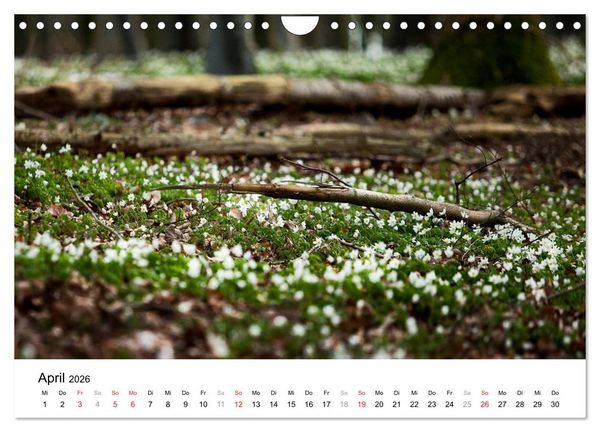 Produktbild: R&uuml;gen (Wandkalender 2026 DIN A4 quer), CALVENDO Monatskalender