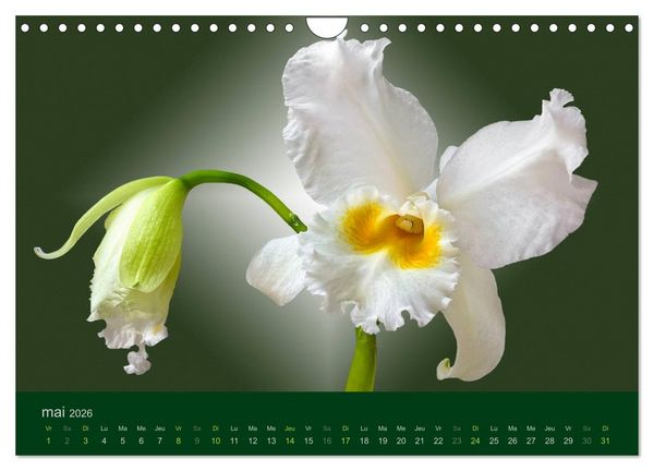 Produktbild: Les Orchid&eacute;es (Calendrier mural 2026 DIN A4 vertical), CALVENDO calendrier mensuel