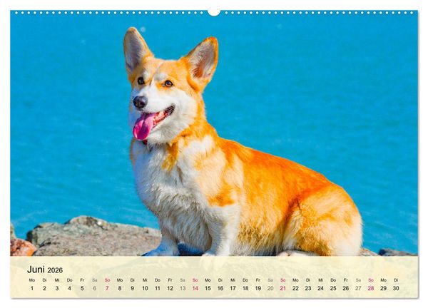 Produktbild: Welsh Corgi. Zauberhafter Dickkopf auf kurzen Beinen (hochwertiger Premium Wandkalender 2026 DIN A2 quer), Kunstdruck in Hochglanz