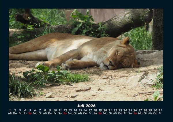Produktbild: L&ouml;wen in der Wildnis 2026 Fotokalender DIN A4