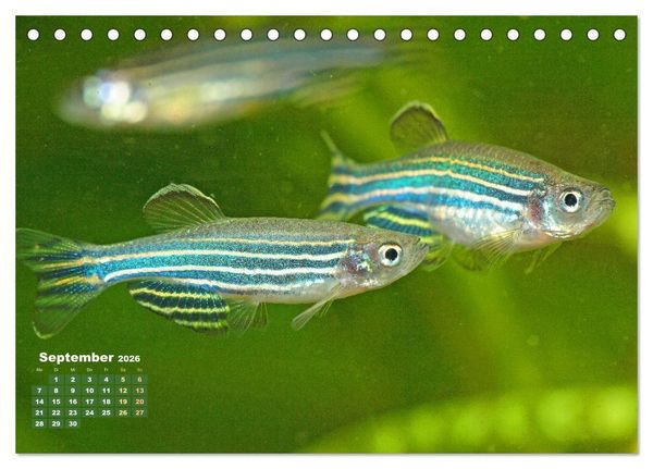 Produktbild: Glanz im Aquarium: S&uuml;&szlig;wasserfische (Tischkalender 2026 DIN A5 quer), CALVENDO Monatskalender
