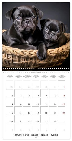 Produktbild: PUGS Cute and cuddly doggies (Wall Calendar 2026 12 &times; 12 Inch) CALVENDO 12 Month Wall Calendar