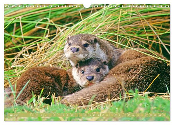 Produktbild: Wald-Kindergarten: Tierkinder im Wald (Wandkalender 2026 DIN A3 quer), CALVENDO Monatskalender