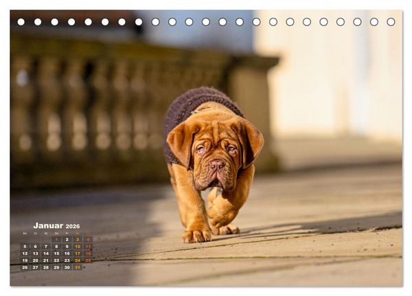 Produktbild: Eine kleine Bordeauxdogge entdeckt die Welt (Tischkalender 2026 DIN A5 quer), CALVENDO Monatskalender
