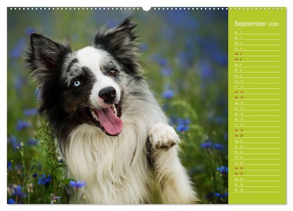 Produktbild: Border Collies - nicht nur schwarzwei&szlig; (Wandkalender 2026 DIN A2 quer), CALVENDO Monatskalender