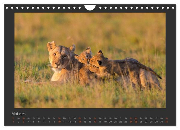 Produktbild: L&ouml;wen Wildlife-Fotografien (Wandkalender 2026 DIN A4 quer), CALVENDO Monatskalender