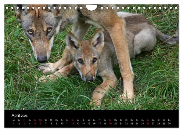 Produktbild: Zoo-Kinder (Wandkalender 2026 DIN A4 quer), CALVENDO Monatskalender