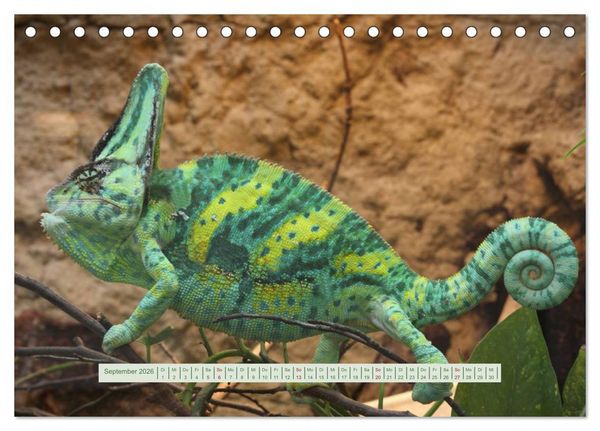 Produktbild: Cham&auml;leons (Tischkalender 2026 DIN A5 quer), CALVENDO Monatskalender
