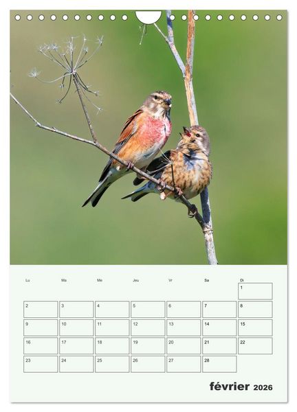 Produktbild: Voyage ornithologique (Calendrier mural 2026 DIN A4 horizontal), CALVENDO calendrier mensuel