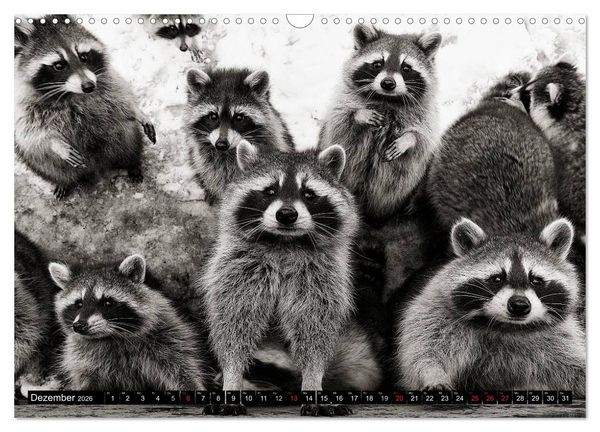 Produktbild: Waschb&auml;ren - Maskierte Gauner (Wandkalender 2026 DIN A3 quer), CALVENDO Monatskalender