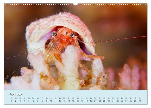 Produktbild: Abenteuer Unterwasser (Wandkalender 2026 DIN A2 quer), CALVENDO Monatskalender