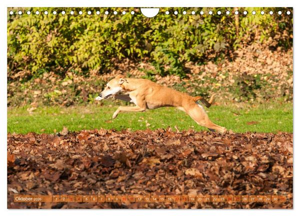 Produktbild: Witziger Windhund - Portugiesischer Galgo (Wandkalender 2026 DIN A4 quer), CALVENDO Monatskalender