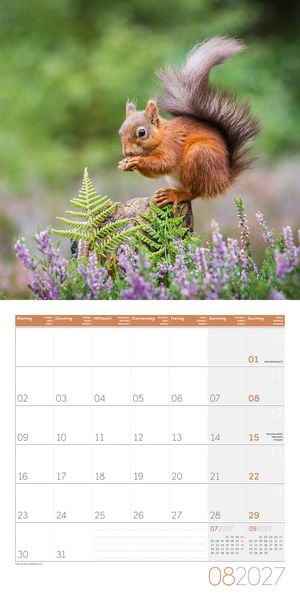 Produktbild: Eichh&ouml;rnchen Kalender 2027 - 30x30 - Art12