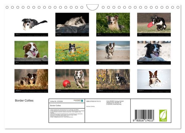 Produktbild: Border Collies (Wandkalender 2026 DIN A4 quer), CALVENDO Monatskalender