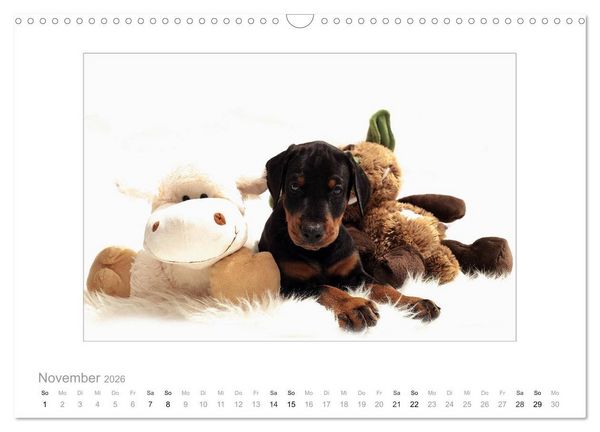 Produktbild: Dobermann Welpen (Wandkalender 2026 DIN A3 quer), CALVENDO Monatskalender