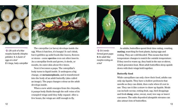 Produktbild: Nat Geo Reader Butterflies