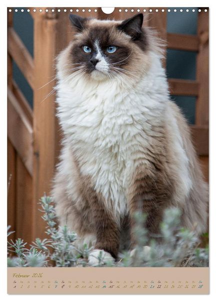 Produktbild: Pl&uuml;schige Katzen im Garten (Wandkalender 2026 DIN A3 hoch), CALVENDO Monatskalender