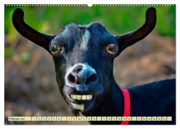 Produktbild: Lustig und verr&uuml;ckt - der ganz andere Tierkalender (Wandkalender 2026 DIN A2 quer), CALVENDO Monatskalender