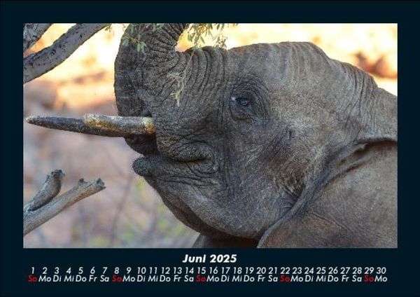 Produktbild: Elefanten 2025 Fotokalender DIN A5