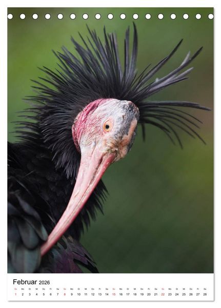 Produktbild: Der Waldrapp - Der etwas andere Vogel (Tischkalender 2026 DIN A5 hoch), CALVENDO Monatskalender