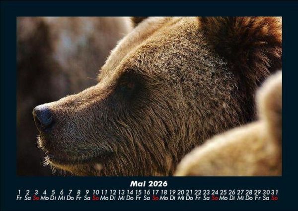 Produktbild: Tiere in der Wildnis 2026 Fotokalender DIN A5