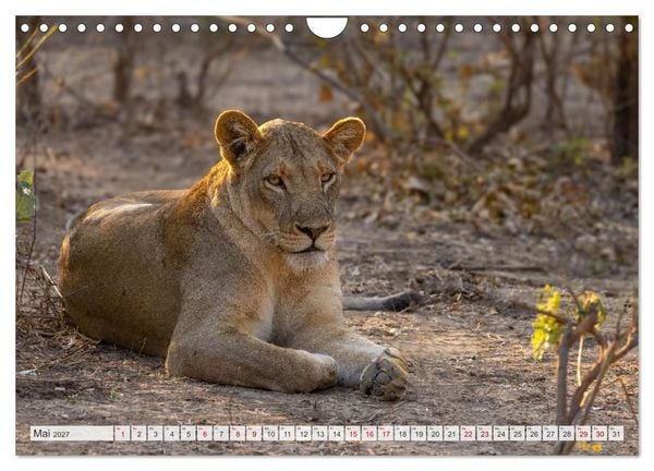 Produktbild: Afrikas Tierwelt - L&ouml;wen (Wandkalender 2027 DIN A4 quer), CALVENDO Monatskalender