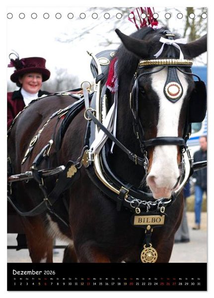 Produktbild: Shire Horse - Geschm&uuml;ckte Riesen (Tischkalender 2026 DIN A5 hoch), CALVENDO Monatskalender