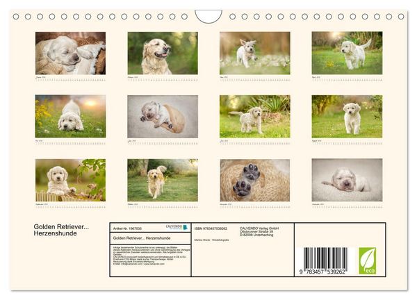 Produktbild: Golden Retriever... Herzenshunde (Wandkalender 2026 DIN A4 quer), CALVENDO Monatskalender