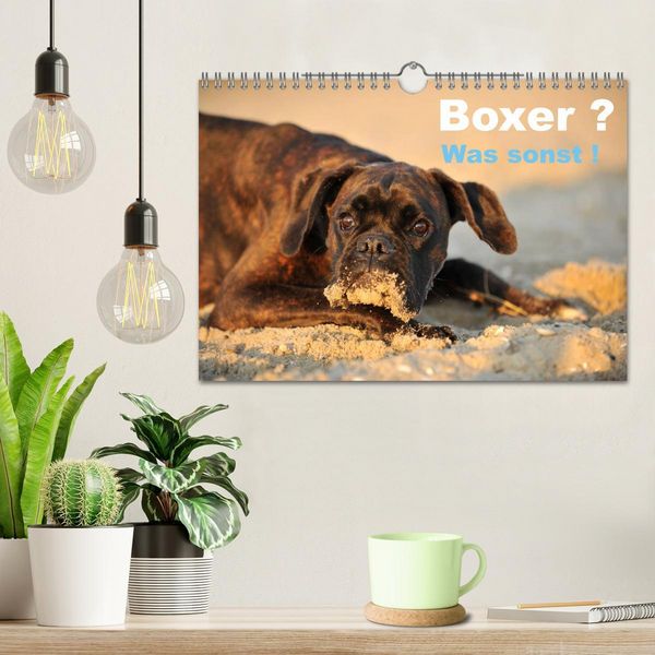 Produktbild: Boxer ? Was sonst ! (Wandkalender 2026 DIN A4 quer), CALVENDO Monatskalender