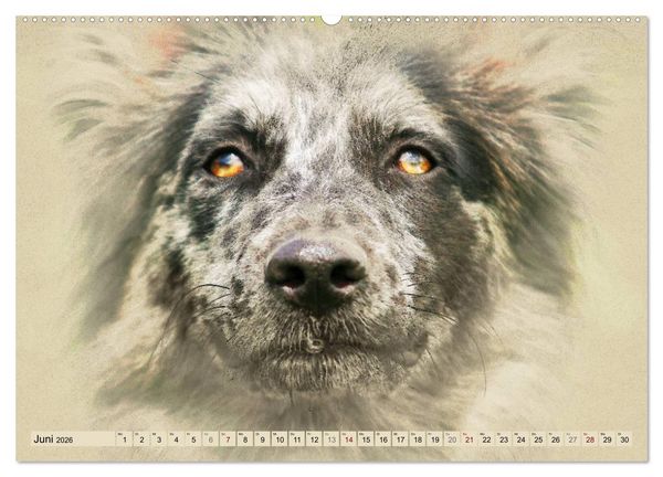 Produktbild: Altdeutsche H&uuml;tehunde 2026 (Wandkalender 2026 DIN A2 quer), CALVENDO Monatskalender