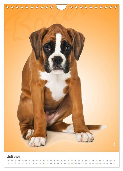 Produktbild: Kunterbunte Hundewelpen (Wandkalender 2026 DIN A4 hoch), CALVENDO Monatskalender