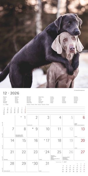 Produktbild: Labrador Retriever 2026 - Broschürenkalender 30x30 cm (30x60 geöffnet) - Kalende