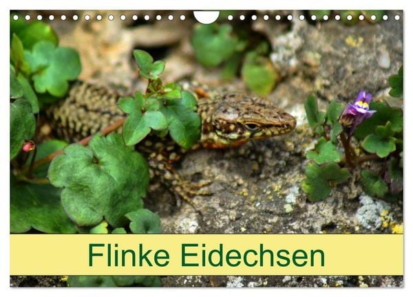 Produktbild: Flinke Eidechsen (Wandkalender 2026 DIN A4 quer), CALVENDO Monatskalender