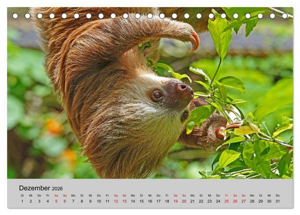 Produktbild: COSTA RICA - Tierische Momente (Tischkalender 2026 DIN A5 quer), CALVENDO Monatskalender
